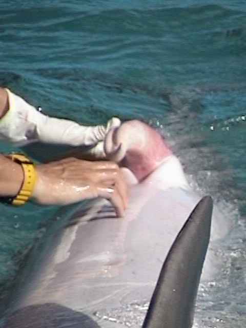 the gay dolphin playa del carmen gay places